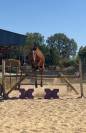 Poney cso /cce 