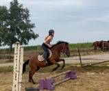 Poney cso /cce 