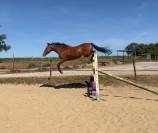 Poney cso /cce 