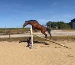 Poney cso /cce 