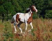 jeune cheval 