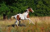 jeune cheval 