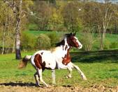 jeune cheval 