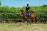 ponette d'avenir 