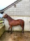 ponette d'avenir 