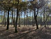 Sur 15 hectares bois&eacute;s et clos, proche Bordeaux