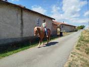 Gelding Comtois For sale 2022 Chesnut