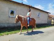 Gelding Comtois For sale 2022 Chesnut