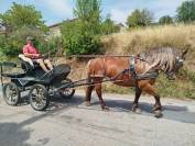 Lutesse, jument Comtoise