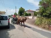 Lutesse, jument Comtoise