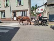 Lutesse, jument Comtoise