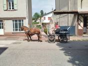 Lutesse, jument Comtoise