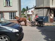 Lutesse, jument Comtoise