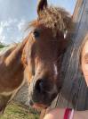 Poney Shetland