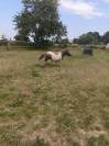 Poney Shetland