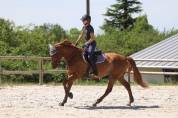 Jument 5 ans Alezane 1m70