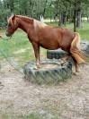 Mare New Forest For sale 2022 Liver chestnut