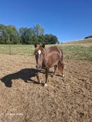 Mare New Forest For sale 2022 Liver chestnut