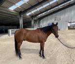 Quarter horse reining hongre 8ans 