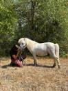 gentil poney shetland