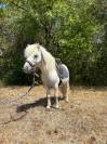 gentil poney shetland
