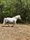 gentil poney shetland
