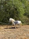 gentil poney shetland