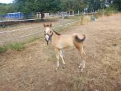 Pouliche quarter horse PP