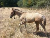 Pouliche quarter horse PP