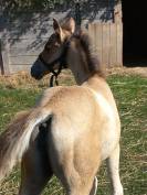 Pouliche quarter horse PP