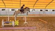 VENDO CAVALLO PUROSANGUE SPAGNOLO DI 7 ANNI