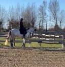 VENDO CAVALLO PUROSANGUE SPAGNOLO DI 7 ANNI