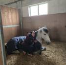 VENDO CAVALLO PUROSANGUE SPAGNOLO DI 7 ANNI