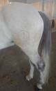VENDO CAVALLO PUROSANGUE SPAGNOLO DI 7 ANNI