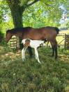 Poulain Pie SF x AA