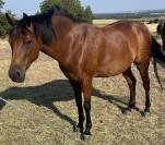 CHEVAL HONGRE PONEY 8 ans