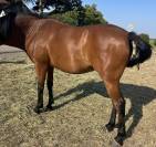 CHEVAL HONGRE PONEY 8 ans