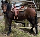 CHEVAL HONGRE PONEY 8 ans