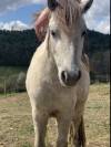 Poney shetland 