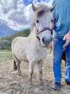 Poney shetland 