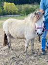 Poney shetland 