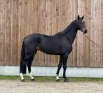 Million Hongre 4 ans Dressage