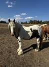 Irish Cob &ndash; Hongre &ndash; 5 ans &ndash; en
