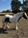 Irish Cob &ndash; Hongre &ndash; 5 ans &ndash; en