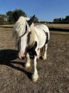 Irish Cob &ndash; Hongre &ndash; 5 ans &ndash; en