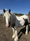 Irish Cob &ndash; Hongre &ndash; 5 ans &ndash; en