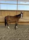 Lucifer des lilas hongre 5ans 