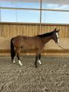 Lucifer des lilas hongre 5ans 