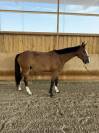 Lucifer des lilas hongre 5ans 