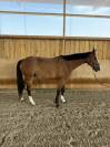 Lucifer des lilas hongre 5ans 